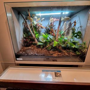 Cincinnati 5/22 - World of Insects, dragon-headed katydid, Lesina intermedia