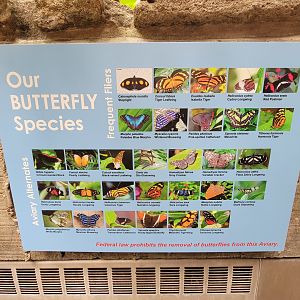 Cincinnati 5/22 - World of Insects, Butterfly walkthrough, supposed species