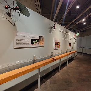 Cincinnati 5/22 - World of Insects, leaf-cutter ants marching