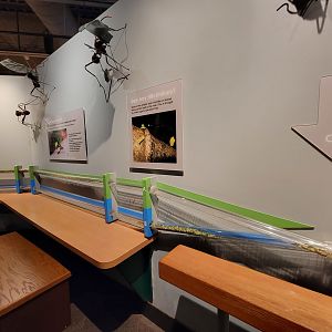 Cincinnati 5/22 - World of Insects, leaf-cutter ants working