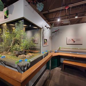 Cincinnati 5/22 - World of Insects, leaf-cutter ants, the operation center
