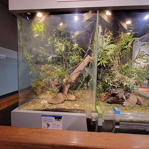 Cincinnati 5/22 - World of Insects, leaf-cutter ants, the operation center