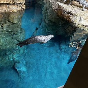 Maritime Aquarium Seal Habitat