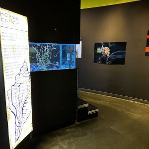 Maritime Aquarium Sea Slug Exhibits