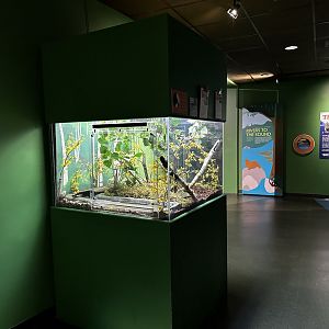 Maritime Aquarium Native Herp Exhibit