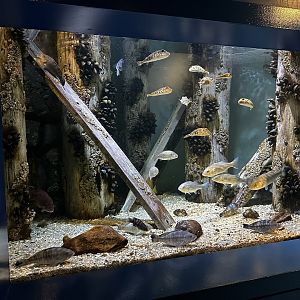 Maritime Aquarium Local Water Tank