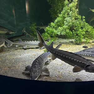 Maritime Aquarium Sturgeon Tank