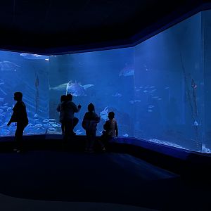 Maritime Aquarium Shark Tank