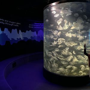 Maritime Aquarium Jellyfish Tank