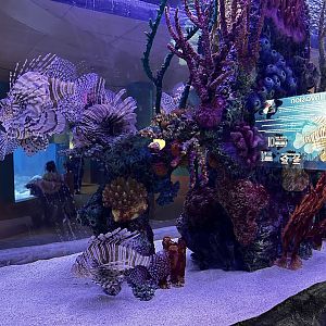 Maritime Aquarium Lionfish Tank