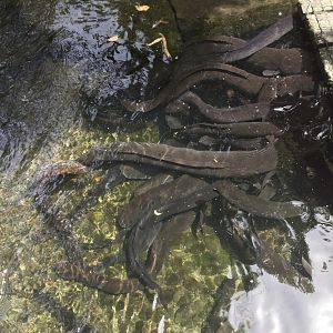 New Zealand long fin eels