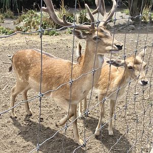European fallow deer (Dama dama)