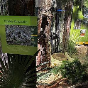 Florida Kingsnake Terrarium