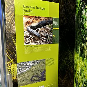Eastern Indigo Snake Signage