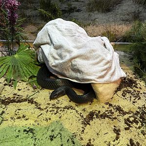 Eastern Indigo Snake Terrarium