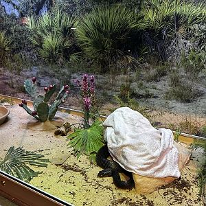 Eastern Indigo Snake Terrarium