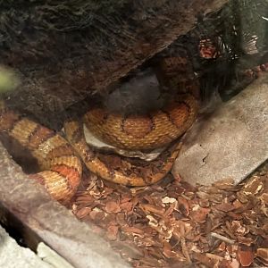 Red Rat Snake Terrarium