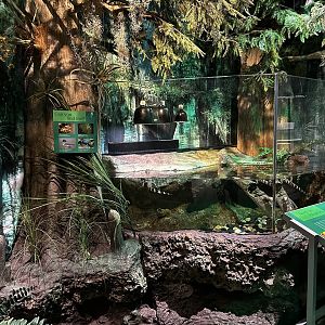 American Alligator Terrarium