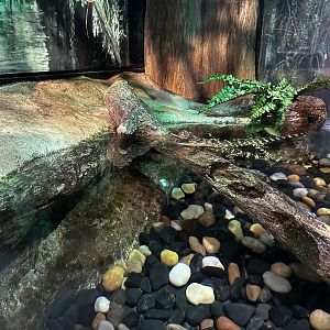 American Alligator Terrarium