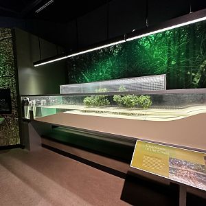 Diorama Setups - Mangrove Comparison