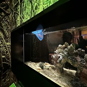 Fish Being Taken Away