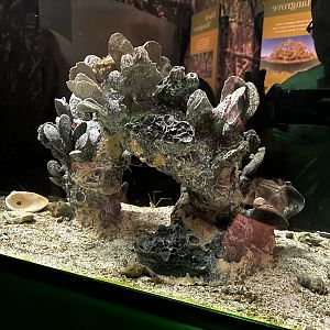 Aquarium Tank