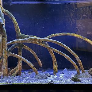 Mangrove Fish Tank