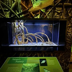 Mangrove Fish Tank