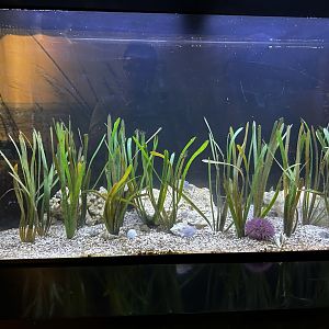 Mangrove Fish Tank