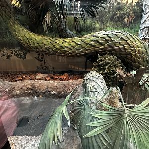 Burmese Python Terrarium