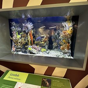 Invasive Fish Terrarium