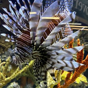 Lionfish