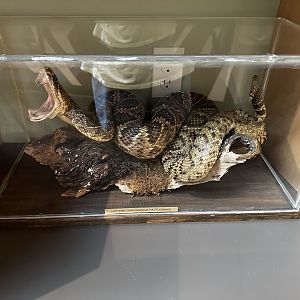 Rattlesnake Taxidermy