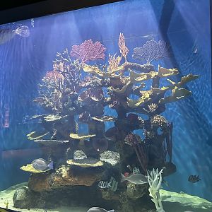 Reef Tank