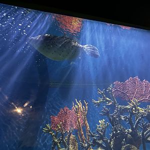Reef Tank - Scrawled Filefish