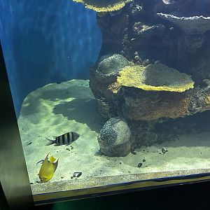 Reef Tank