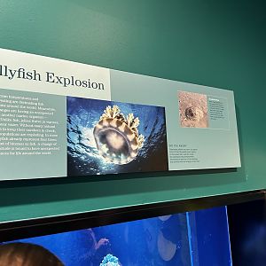 Jellyfish Tank Signage