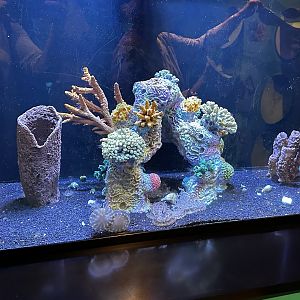 Jellyfish Aquarium Tank