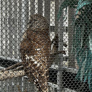 Animal Hospital - Aviary