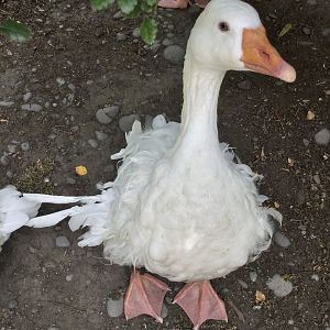 Sebastopol goose (Anser anser)
