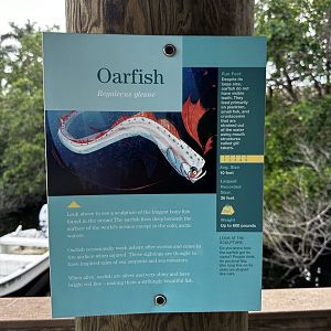 Docks - Oarfish Signage