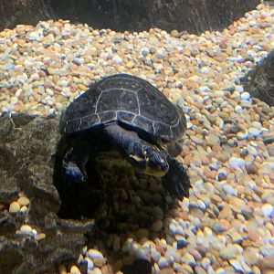 Turtle ID, please?