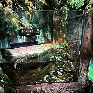 American Alligator Juvenile Terrarium
