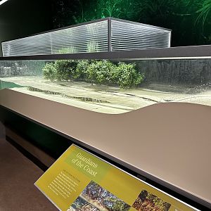 Mangrove Diorama Education
