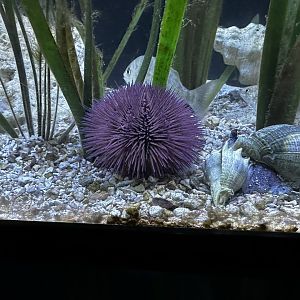Sea Urchin