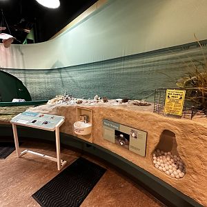 Touch-Tank and Beach Diorama