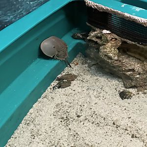 Touch Tank - Atlantic Horseshoe Crab