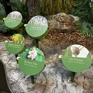 Invasives Area - Foliage