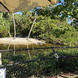 November 2022 - Alligator Habitat