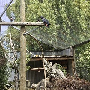 Australasian Aviary 2